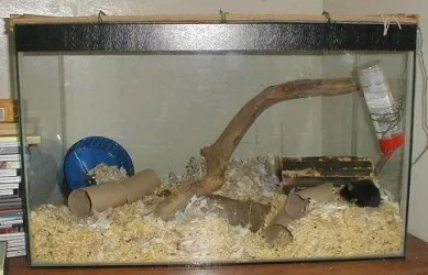 mouse_tank.webp