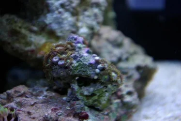 edited_polyps.webp