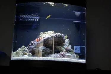 Full_tank.webp