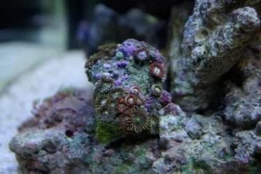 edited_polyps_2.webp