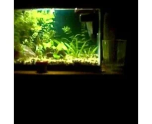 jungle.webp