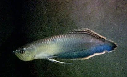 Black_arrowana_1_edited.webp