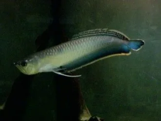 Black_arowana_2_edited.webp