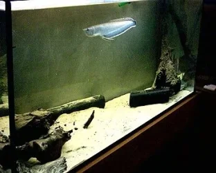 Black_arowana_3_edited.webp