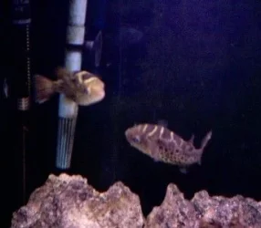 Topaz_puffers.webp