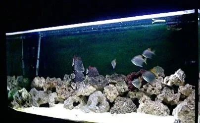Brackish_tank_1.webp