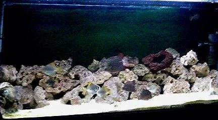 Brackish_tank_2.webp