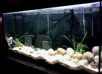 Tang_tank_1.webp