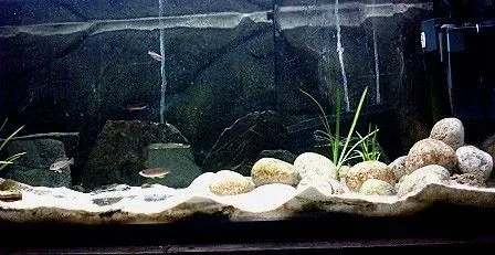Tang_tank_2.webp