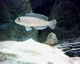Male_shelldweller_and_goby.webp