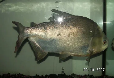 fishnew.webp