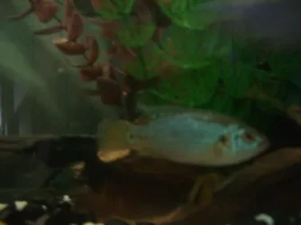 fishes008.webp