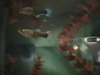 fishes002.webp