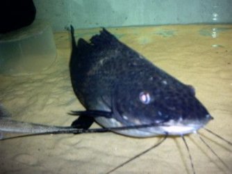 my_fish_will_eat_your_fish_003.jpg