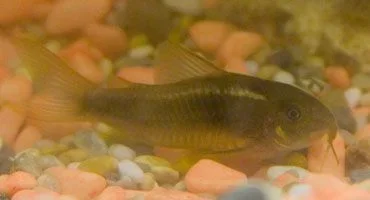 bronze_cory.webp