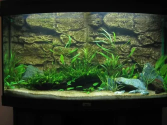 Tank_Day_16.webp Tank_Day_16.webp