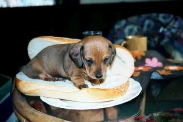 hotdog.webp