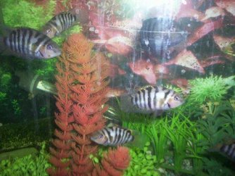 fish_003.jpg fish_003.jpg
