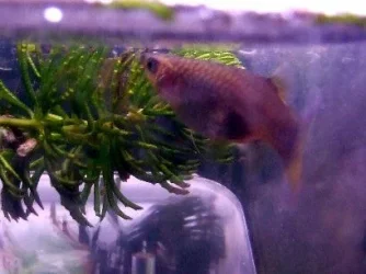 guppy.webp