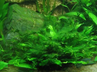 algae_004.webp algae_004.webp
