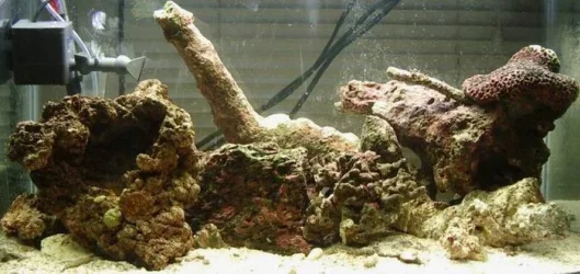 Reef_1.webp