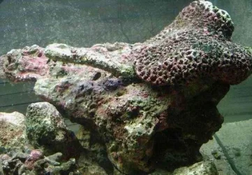 reef_2.webp
