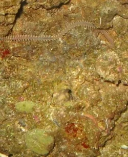Reef_3.webp