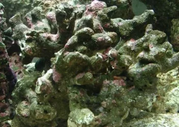 Reef_4.webp