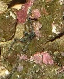 IMGP1305.webp