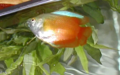 Gouramis2.webp Gouramis2.webp