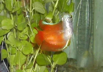 Gourami_S.webp Gourami_S.webp