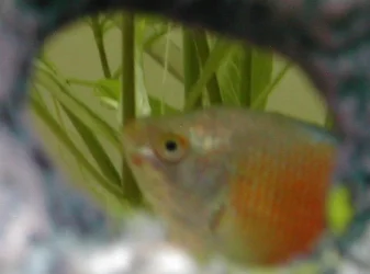 Gourami_Shotcrop.webp Gourami_Shotcrop.webp