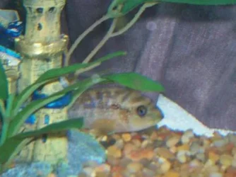 fishsick2.webp