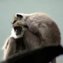 Monkey_Hug.webp