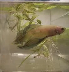 betta1.webp