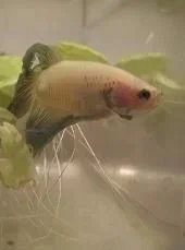 betta1a.webp