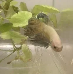 betta1b.webp