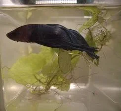 betta2.webp