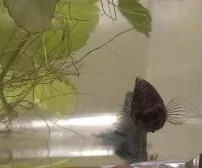 betta2a.webp