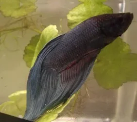 betta2b.webp