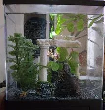 betta1.webp