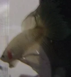 betta1a.webp