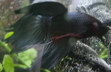 BETTA2A.webp