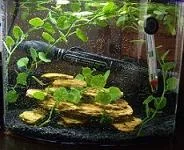 betta2.webp