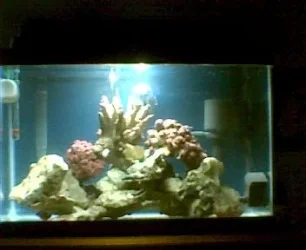 tank.webp