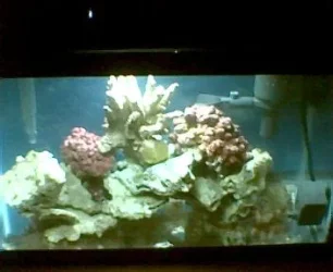 tank_2.webp