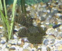 Male_bristlenose.webp