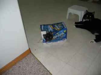 kittys.webp