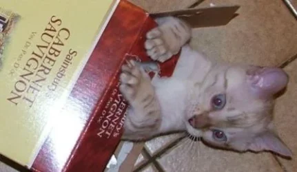 billy_fudge_drink_hic.webp