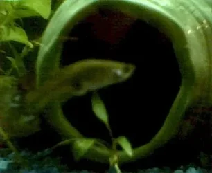 sick_guppy.webp